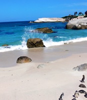 Boulders Beach Cape Peninsula South Africa 86
